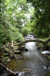 Limehouse Rapids
